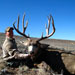 Mule Deer Hunting in Crested Butte